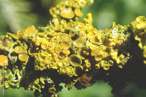 Obraz na płótnie Vibrant Yellow-Green Lichen Apothecia Macro Detail