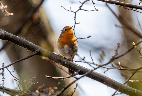 Fotografie Robin Sits On Branch