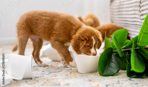 Toller Retriever Puppies Making A Mess