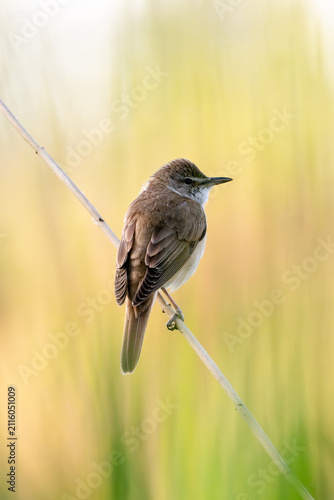 Foto Reed Warbler Is Sitting
