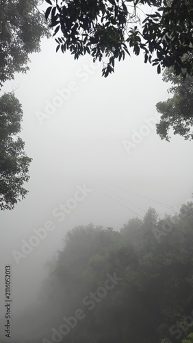 Foggy Landscape with Dense Mist and Lush Greenery in Nature Scene