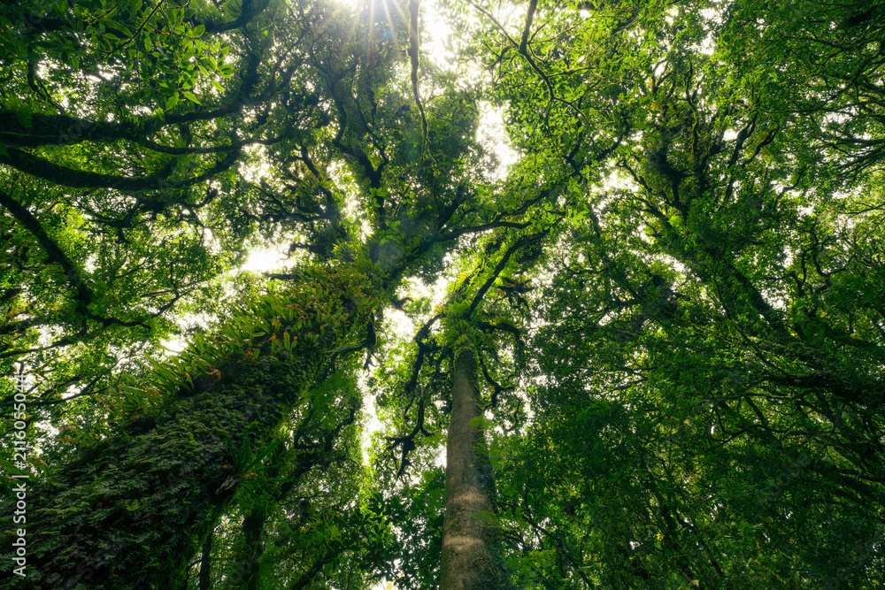 Fototapeta premium Looking up view of tree trunk to green leaves of tree in forest with sun light. Fresh environment in green woods. Forest tree on sunny day. Natural carbon capture. Sustainable conservation and ecology