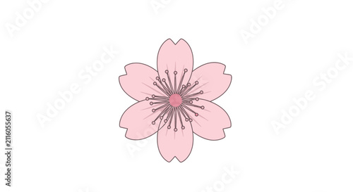 Pink Cherry Blossom Flower in Full Bloom