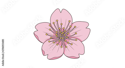 Pink Sakura Flower with Yellow Stamens