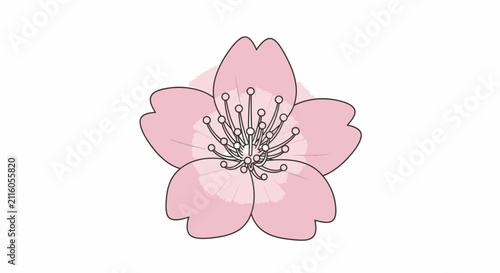 Pink Cherry Blossom Flower Illustration