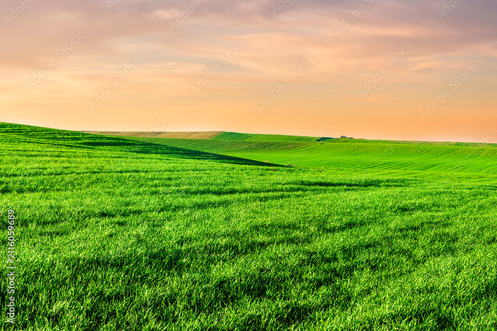 Obraz premium beautiful view in a green farm field with fresh spring grass on rural hills with amazing sunset or sunrise cloudy sky on background of agricultural landscape