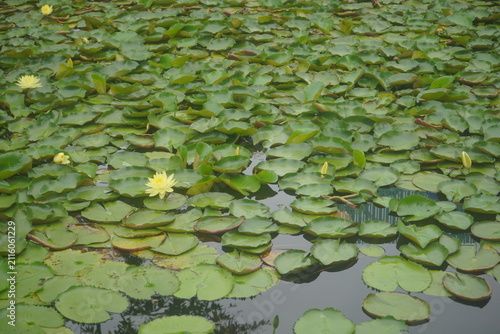 Cuadro en lienzo Blooming yellow water lilies floating on dense green lotus pads in calm pond water