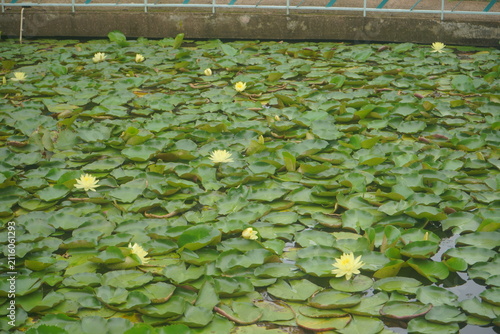 Canvastavla Wide view of a pond covered in green lily pads with blooming yellow lotus water lilies