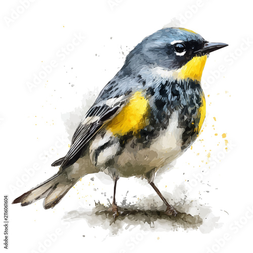 Bild auf Leinwand Warbler, watercolor clipart vector, isolated on a white background