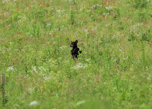 Impossibly Tiny Little Black Bear Cub Alone in a Huge Field