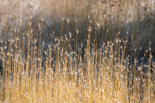 Konstfotografi dry, golden wild grass with delicate seed heads standing upright against a softly blurred, warm-toned rural background