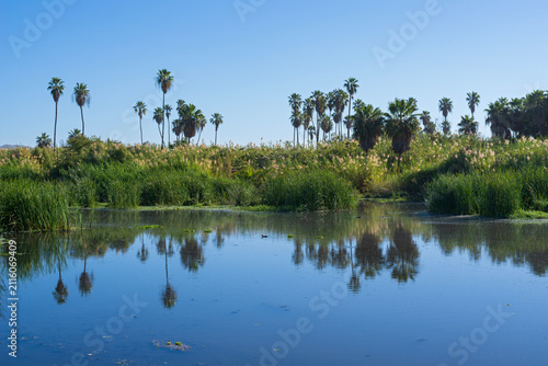 marshes and lush vegetation of san jose del cabo estuary in baja california mexico