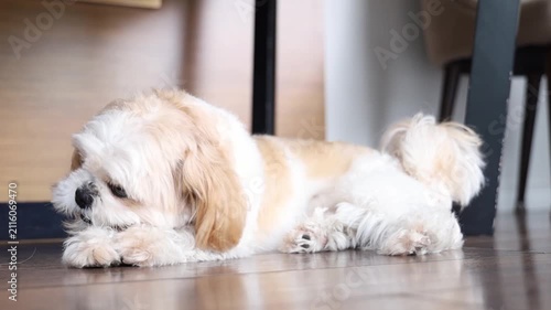 Small Fluffy Dog Resting Peacefully on Wooden Floor Indoors