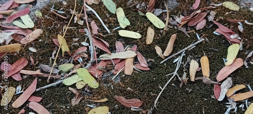 Fotografie The small, oblong leaflets display a rich gradient of autumn-like colors, including pale yellow, warm orange and deep reddish-purple