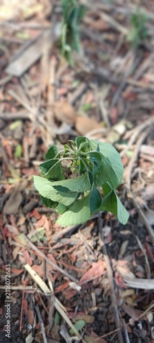 Foto A small, erect annual herb