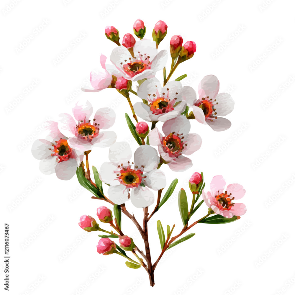 Fototapeta premium Waxflower, watercolor vector, isolated on a white background.