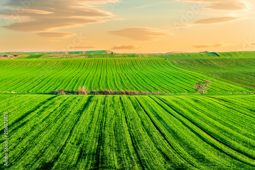 green landscape of spring or summer meadow with grass rows in beautiful field on hills of rural panorama