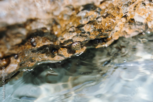 iny marine snails clinging to sharp limestone rock at the intertidal sea water edge