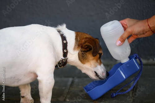 Thirsty Jack Russell Terrier drinking water from portable travel bottle, owner giving water to pet outdoor. Hot summer day care concept, domestic animal dehydration prevention, pet care