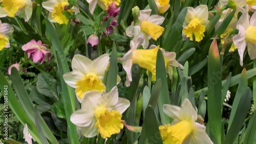 Spring Awakening Concept: Close-Up Of Daffodils In Bloom Symbolizing Renewal And Growth And New Beginnings