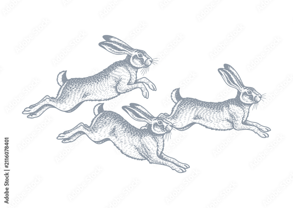 Fototapeta premium Vintage engraved illustration of a running hare with detailed ink linework, isolated on a white background.
