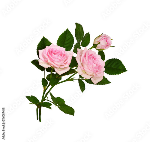 Small bouquet of pink rose flowers and green leaves in a floral arrangement isolated on white or transparent background