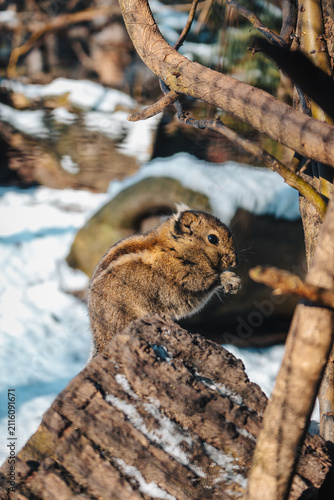 Tapety artystyczne Hörnchen im Winter