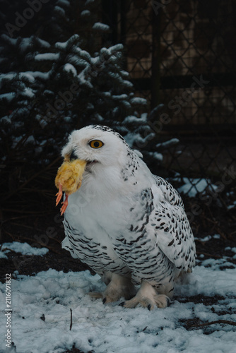 фотографія Schneeeule im Winter