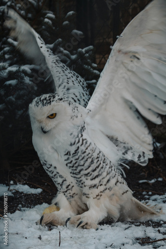Foto Schneeeule im Winter