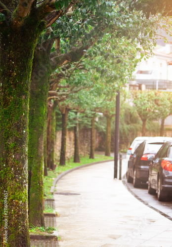Canvas Print Tree lined sidewalk with moss covered trunks along a peaceful residential street after rain