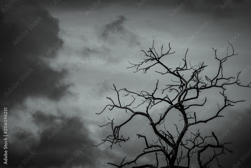 Fototapeta premium Silhouette of dead leafless tree against dark dramatic storm clouds symbolizing climate change, drought, environmental crisis, loneliness, ecological decline and nature conservation concept.