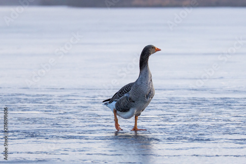Obraz na plátně A greylag goose (Anser anser) stands on a frozen lake toward the camera lens on a sunny winter evening