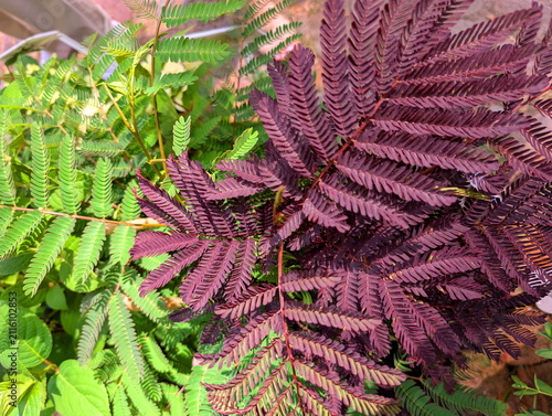 Exotic Mimosa Foliage Duality Purple and Green