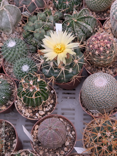 Vibrant Yellow Cactus Bloom Amidst Succulents