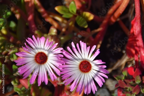 Pretty multi colored ice plants (Cleretum bellidiforme).