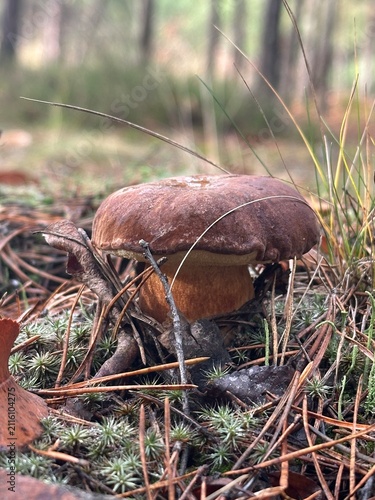 A bay bolete in the autumn forest