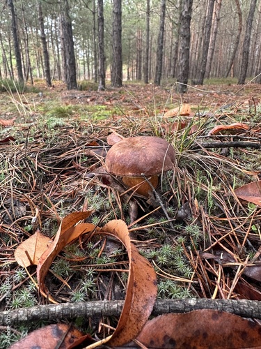 A bay bolete in the autumn forest