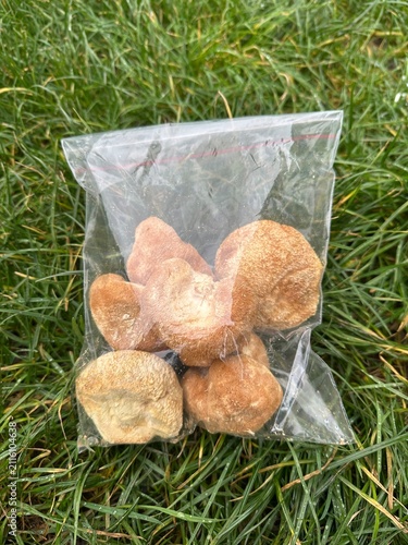 bag containing the medicinal mushroom Lion's Mane Hericium erinaceus