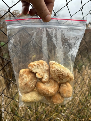 Lion's mane mushroom in a clear bag
