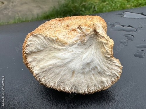Dried wild Lion's Mane mushroom nootropic closeup