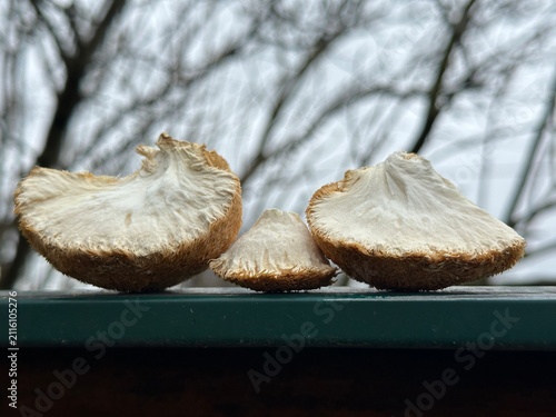 dried Lion's Mane mushrooms for boosting neurogenesis