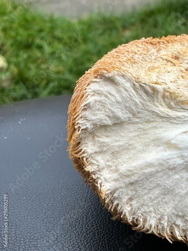 Dried wild Lion's Mane mushroom nootropic closeup