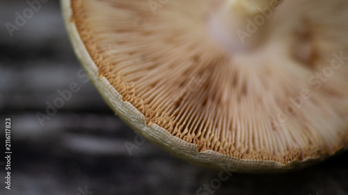 Forest mushroom cap lower part, macro photo of mushroom texture.
