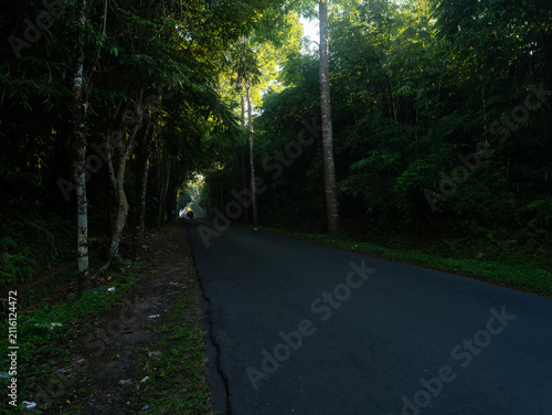 Dark asphalt road winds through dense green forest. Sunlight breaks through canopy, casting dappled shadows. Tall trees line both sides, creating a natural tunnel