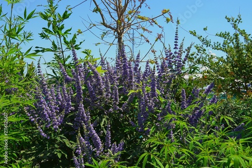 Konstfotografi Chaste tree, or Vitex agnus castus, blooming shrub in Attica, Greece