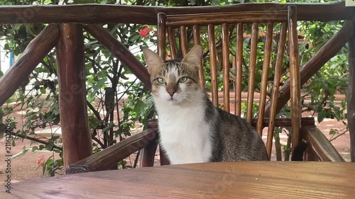 cat stray at sitting in chair under the table