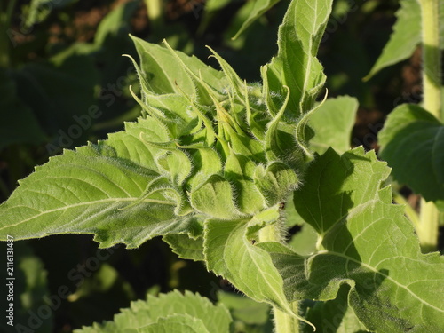 Foto The sunflower bud remains tightly closed, its pointed bracts curving inward like protective fingers