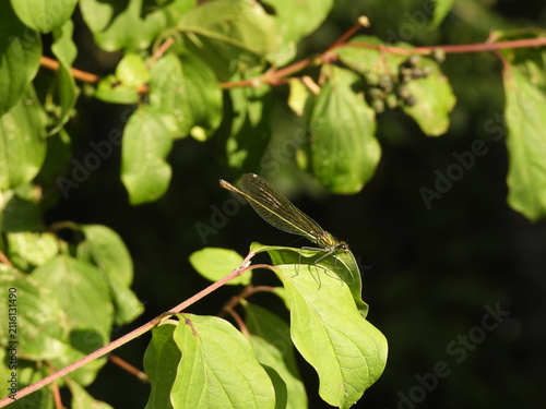 A dragonfly rests delicately on a bright green leaf, its transparent wings revealing intricate veins. The metallic green of its slender body catches the sunlight, creating a subtle shimmer. 