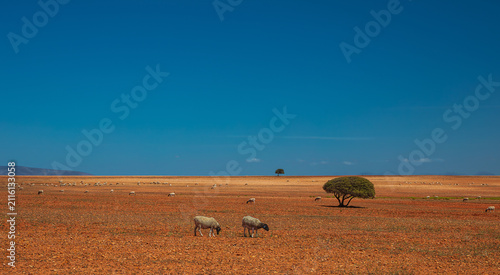 Minimalist image of sheep in a fairly barren land with two trees and a clear blue sky