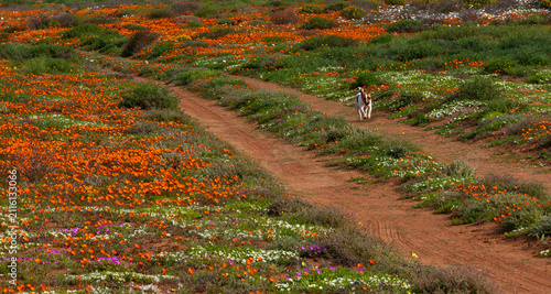 Dog running in a two track dirt road in the veld covered with orange wildflowers